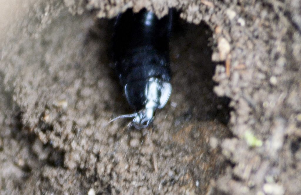 Larva di Carabus sp.